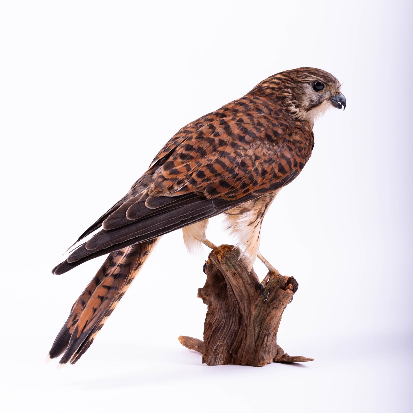 Kestrel Taxidermy Stand Mount For Sale