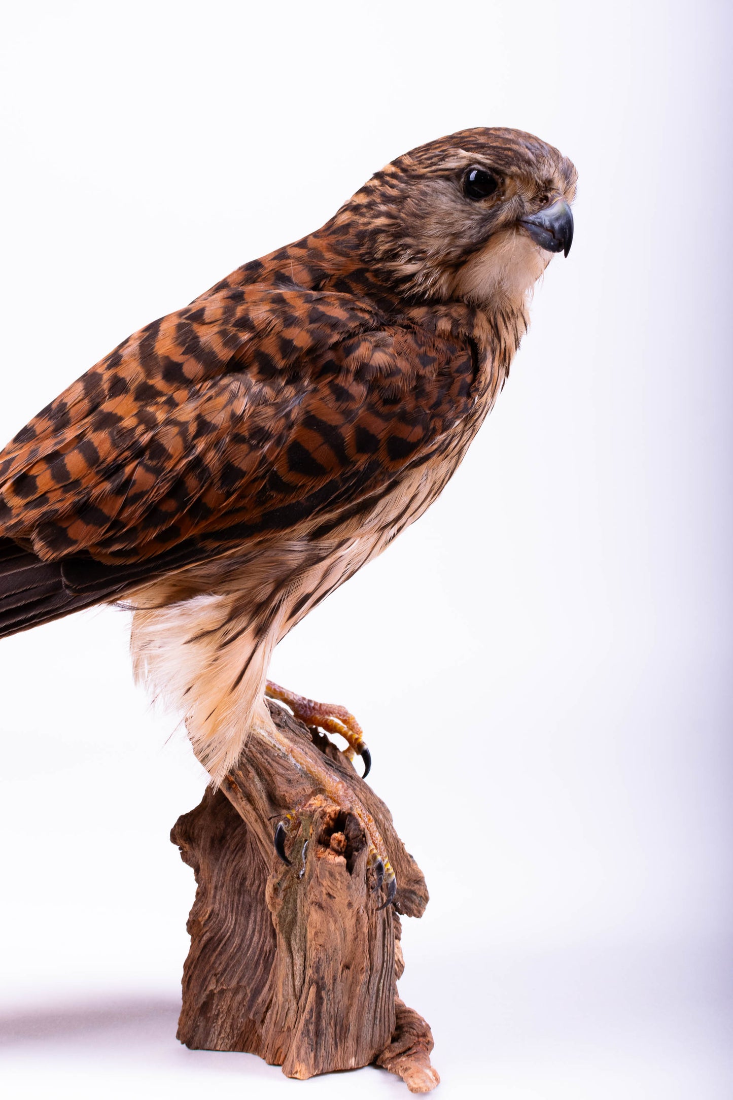 Kestrel Taxidermy Stand Mount For Sale