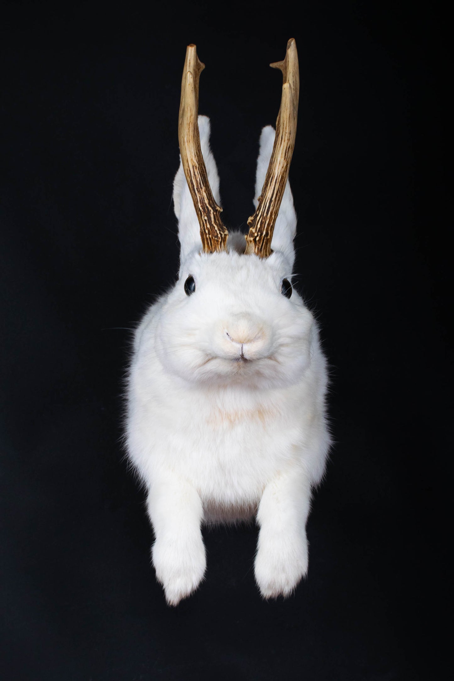 Jackalope Hare Taxidermy Wall Mount For Sale