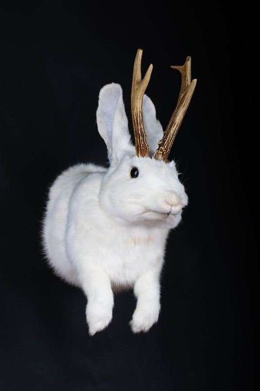 Jackalope Hare Taxidermy Wall Mount For Sale