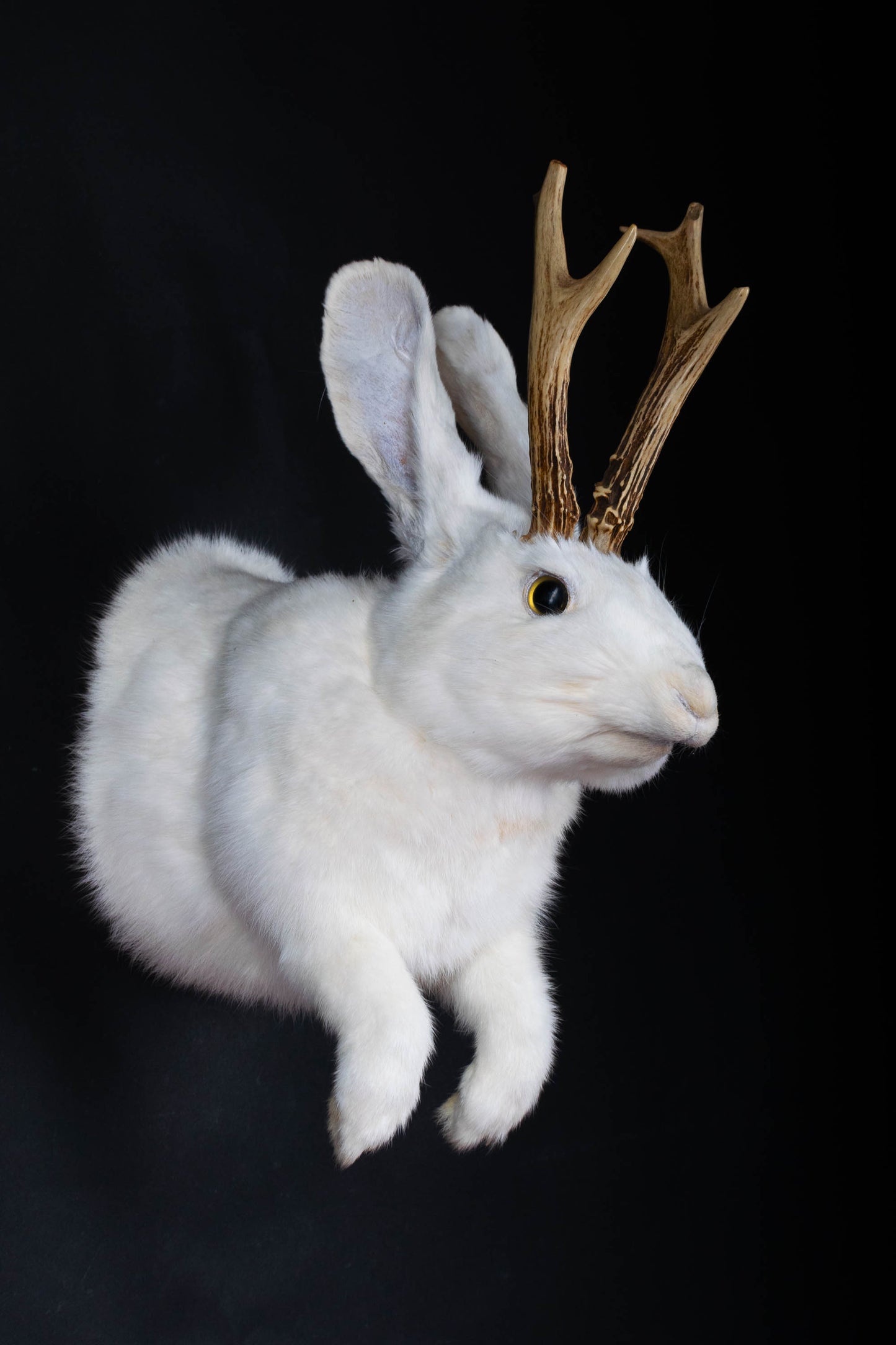 Jackalope Hare Taxidermy Wall Mount For Sale