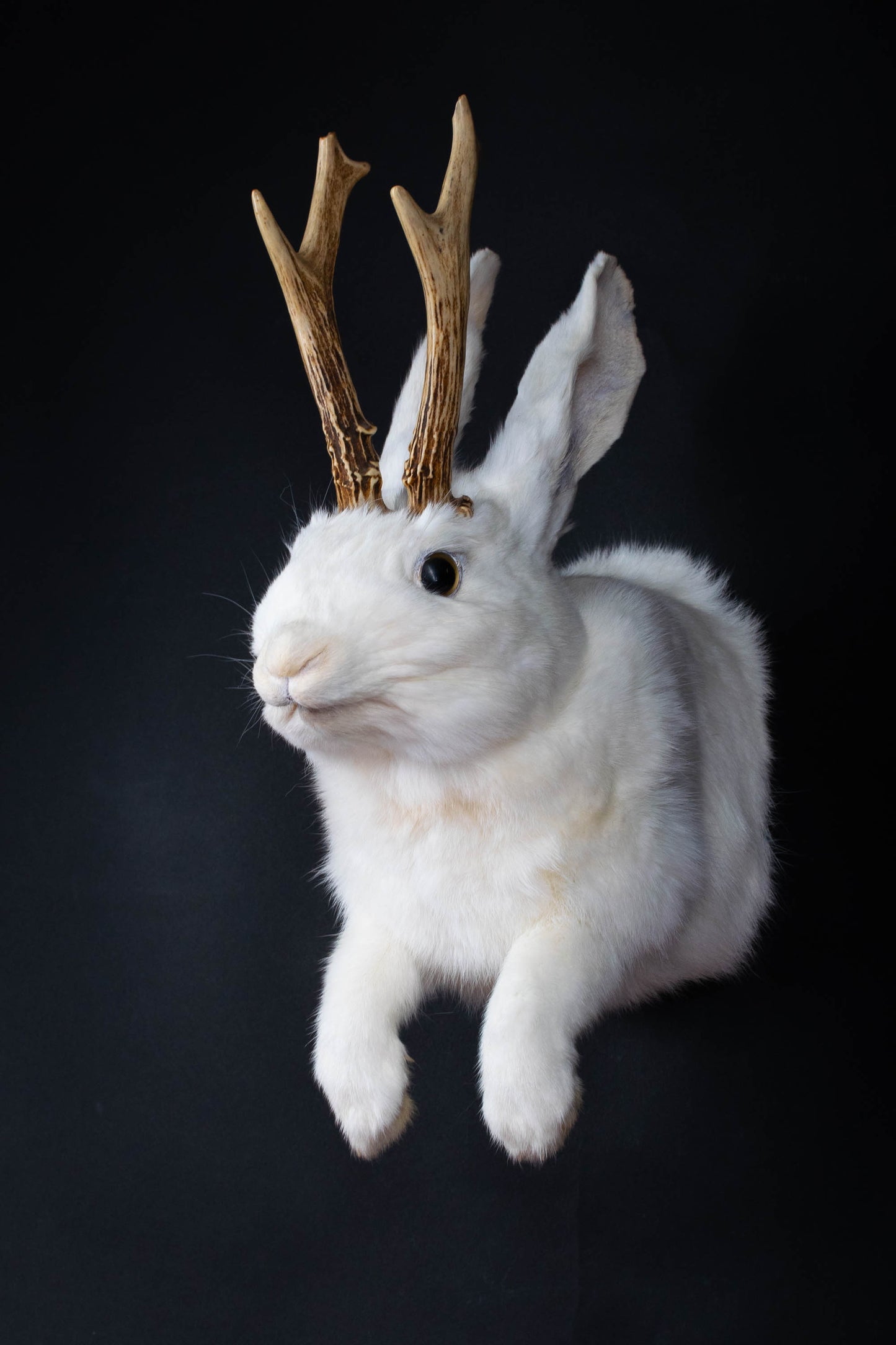 Jackalope Hare Taxidermy Wall Mount For Sale