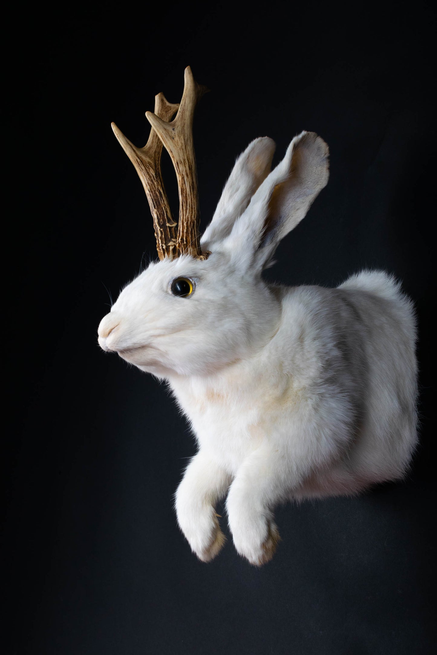 Jackalope Hare Taxidermy Wall Mount For Sale