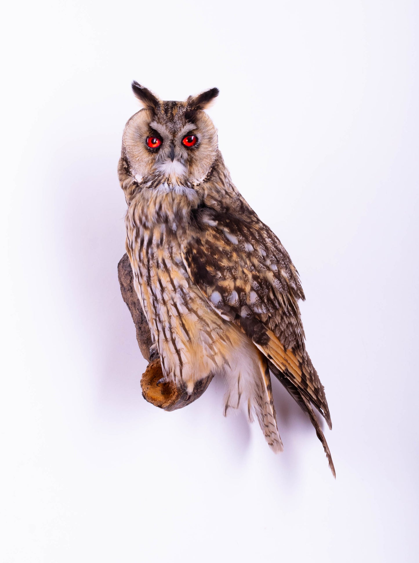 Long-eared Owl Taxidermy Wall Mount For Sale