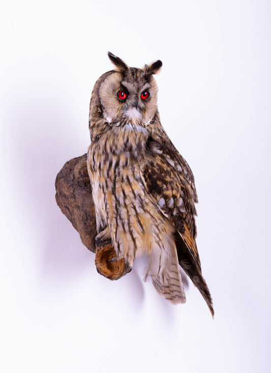 Long-eared Owl Taxidermy Wall Mount For Sale