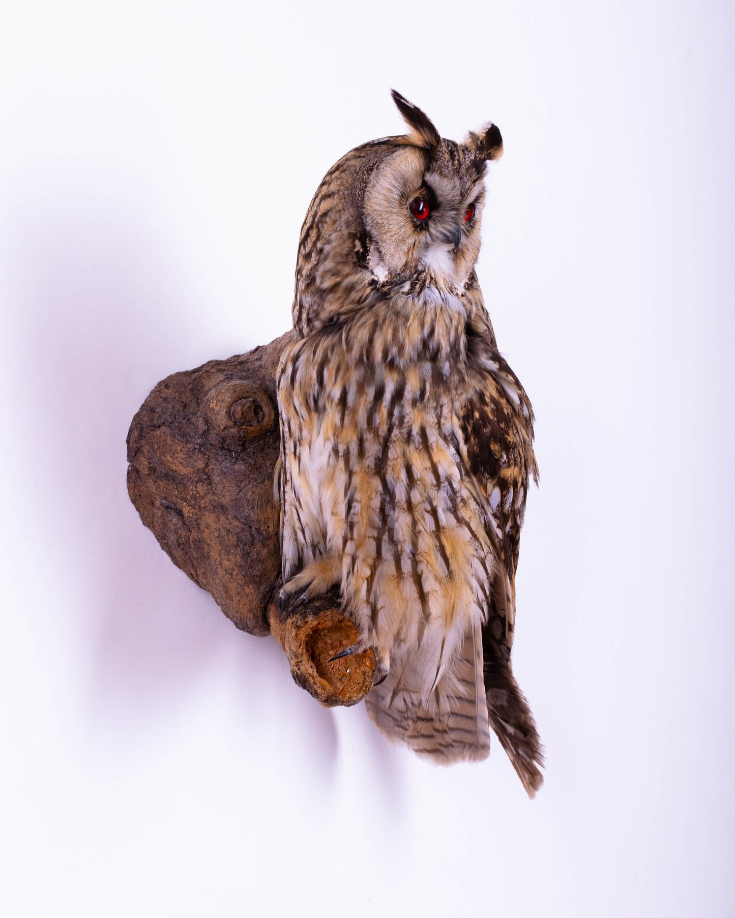 Long-eared Owl Taxidermy Wall Mount For Sale