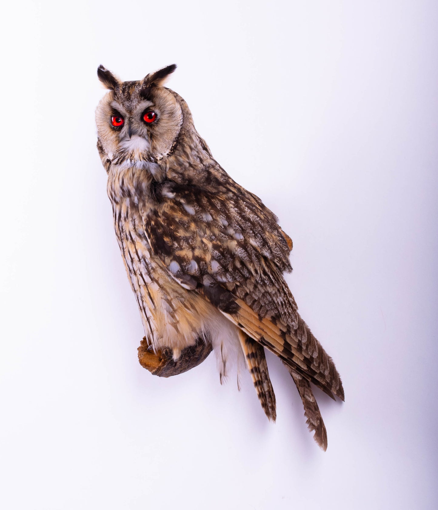 Long-eared Owl Taxidermy Wall Mount For Sale