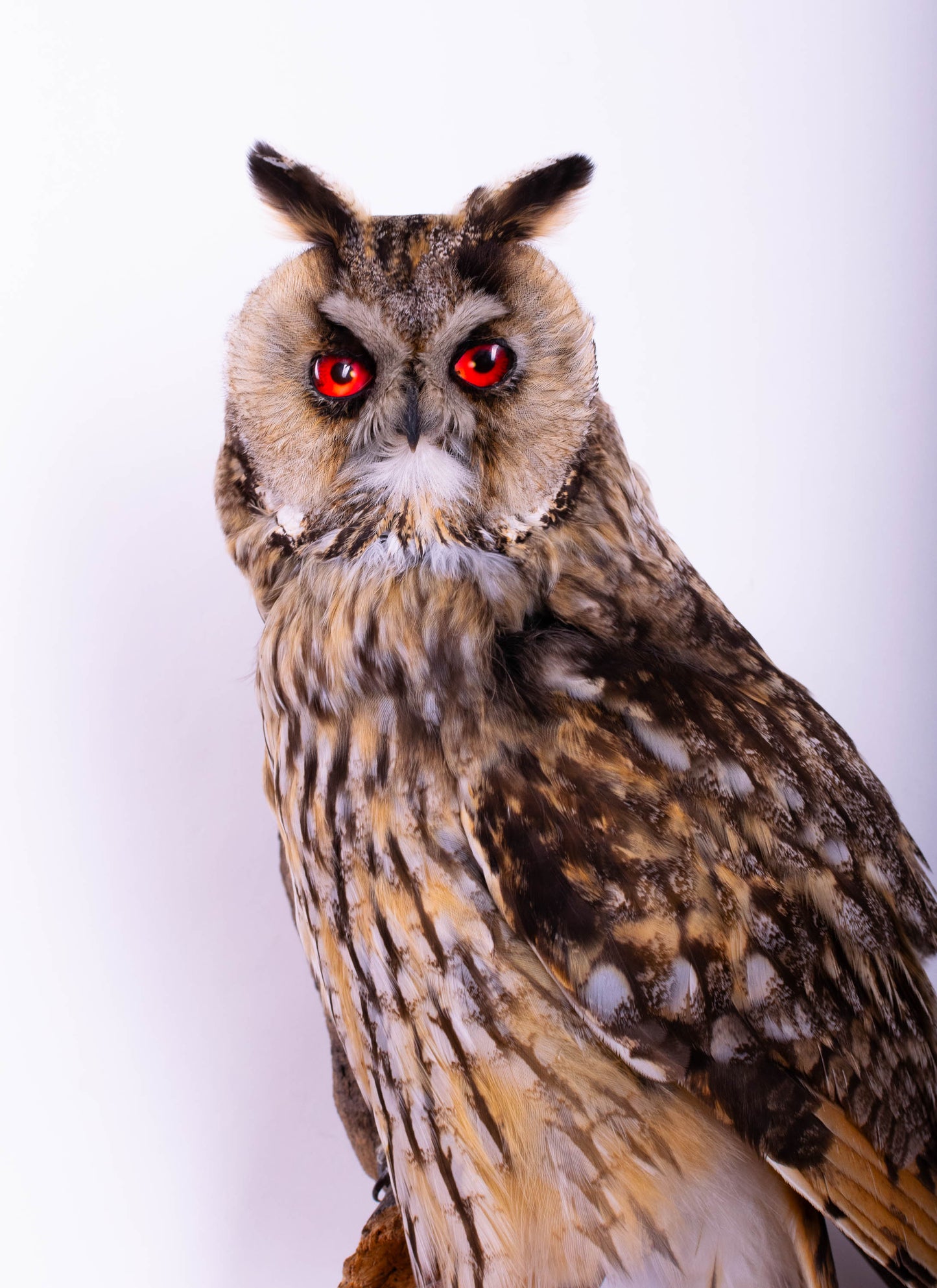 Long-eared Owl Taxidermy Wall Mount For Sale