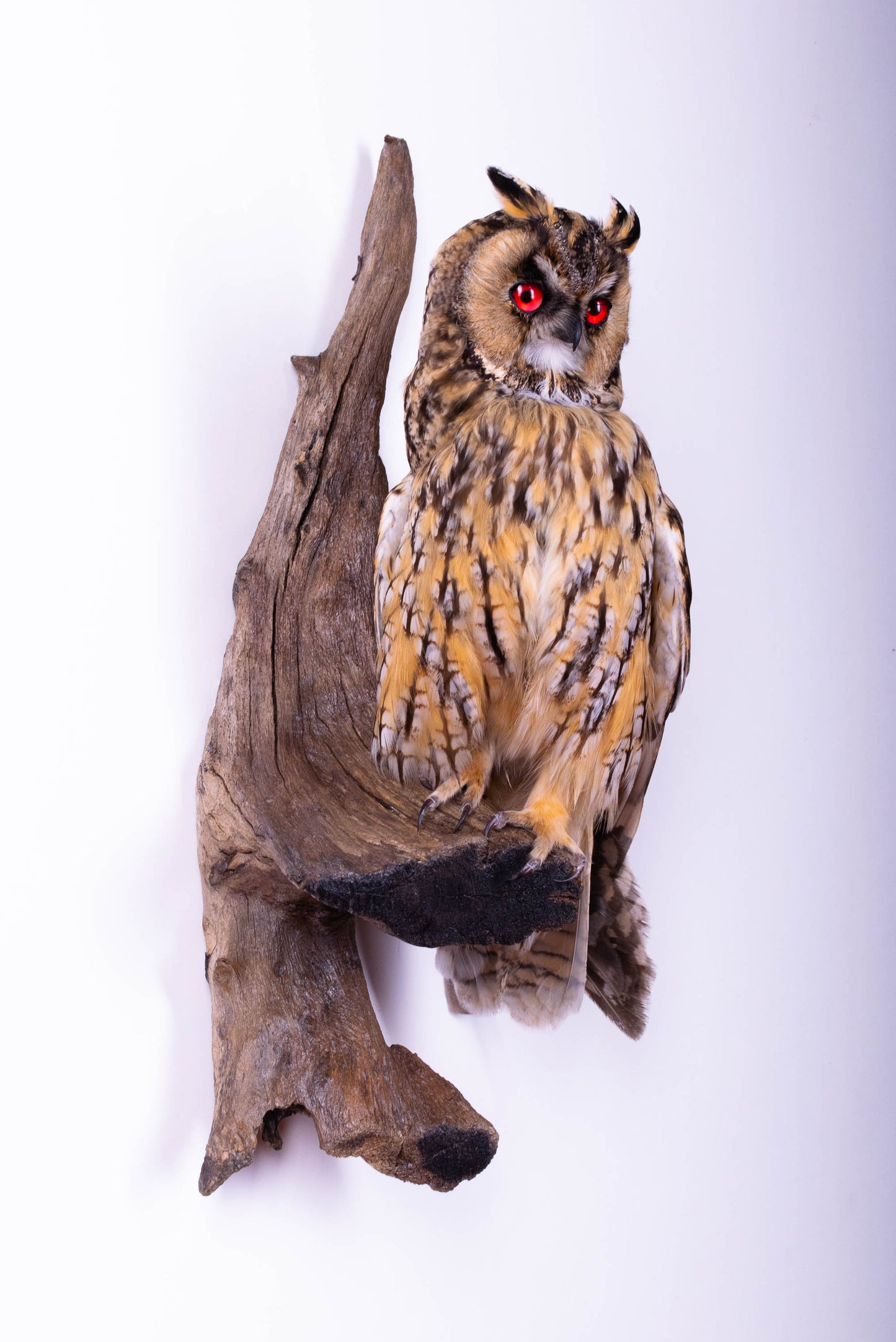 Long-eared Owl Taxidermy Wall Mount For Sale