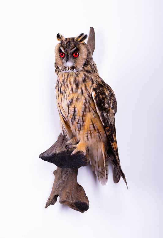 Long-eared Owl Taxidermy Wall Mount For Sale