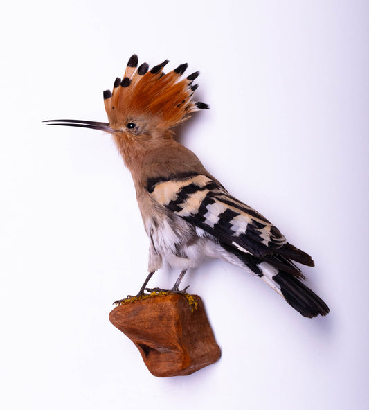 Hoopoe Taxidermy Wall Mount For Sale