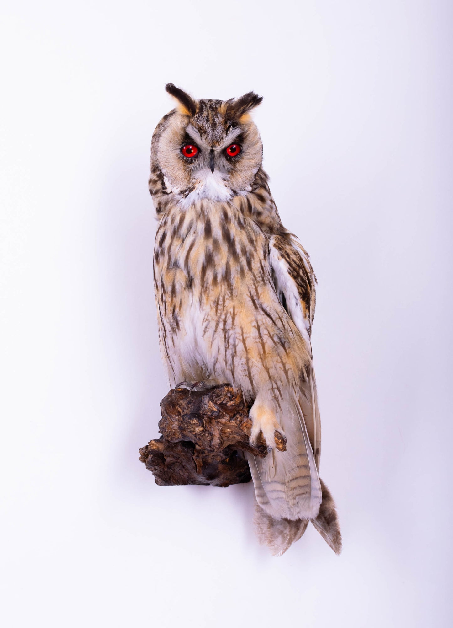 Long-eared Owl Taxidermy Wall Mount For Sale