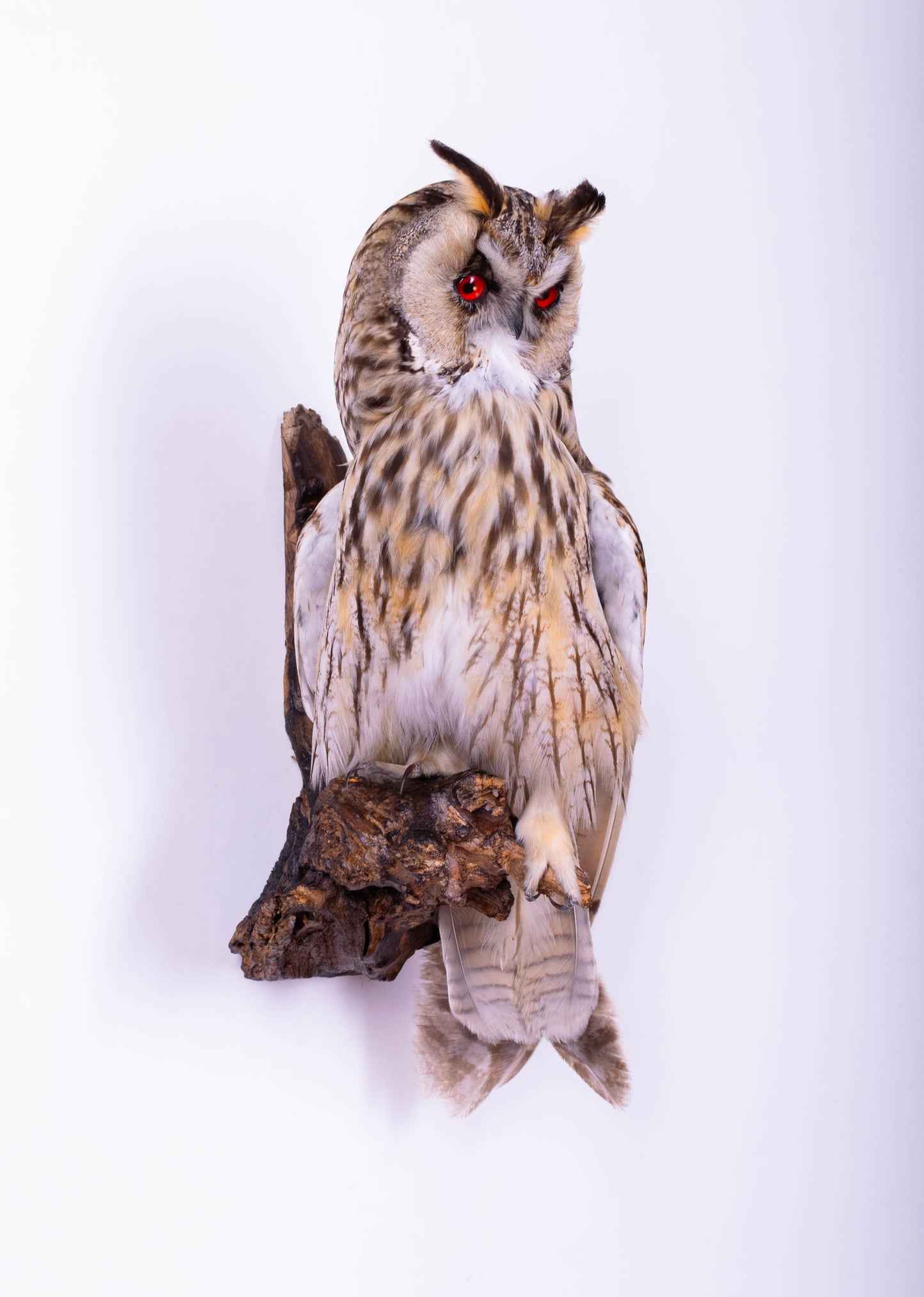 Long-eared Owl Taxidermy Wall Mount For Sale