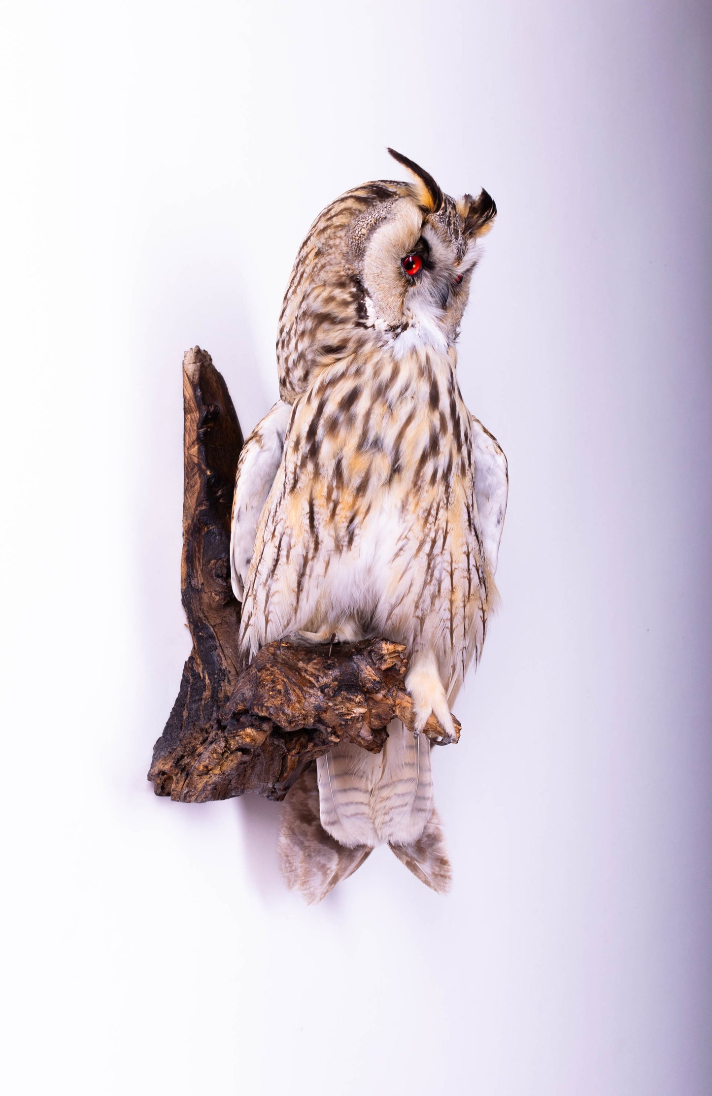Long-eared Owl Taxidermy Wall Mount For Sale