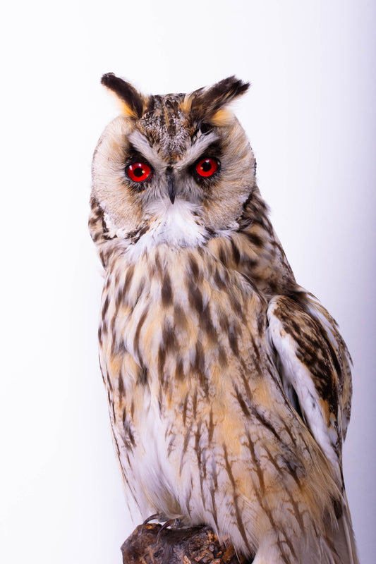 Long-eared Owl Taxidermy Wall Mount For Sale