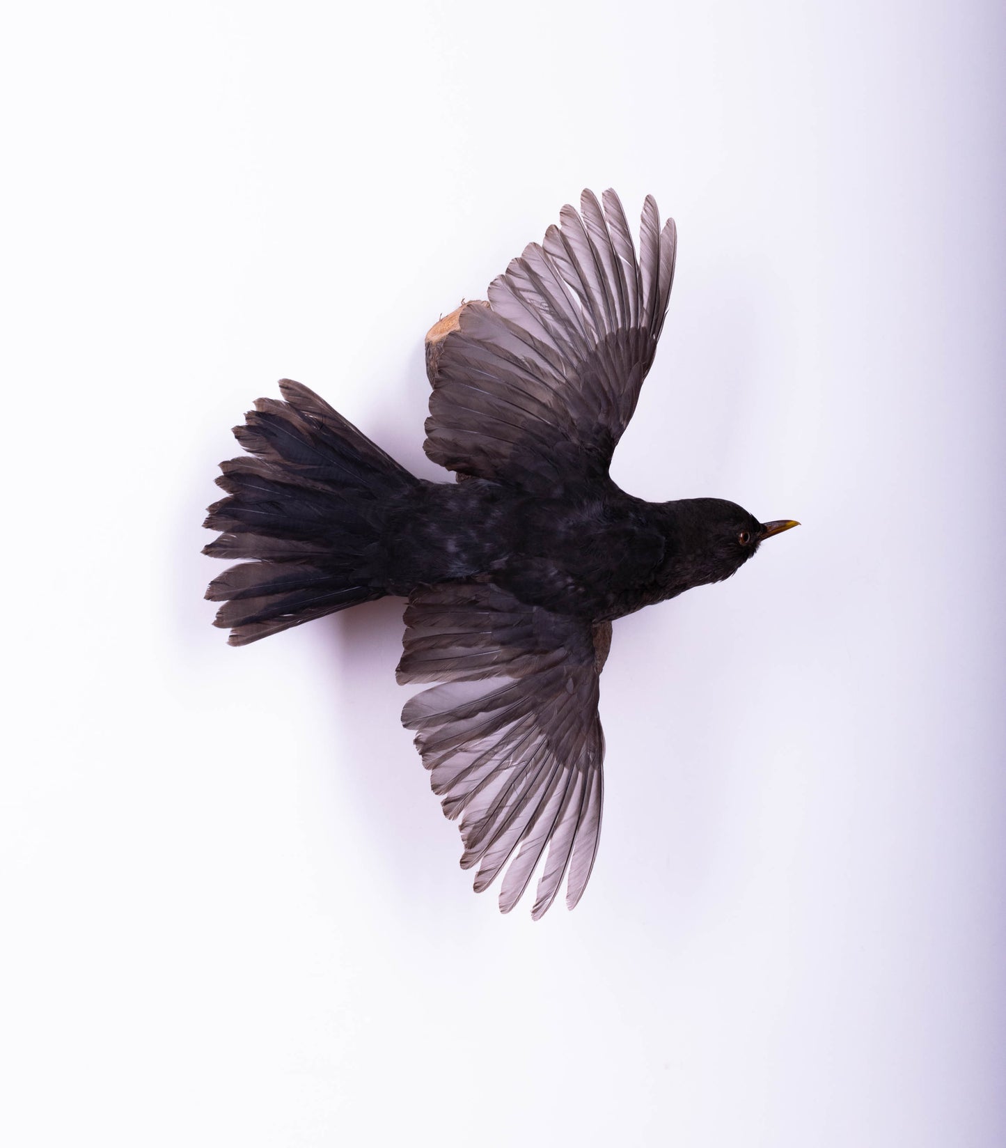 Blackbird Taxidermy Wall Mount For Sale