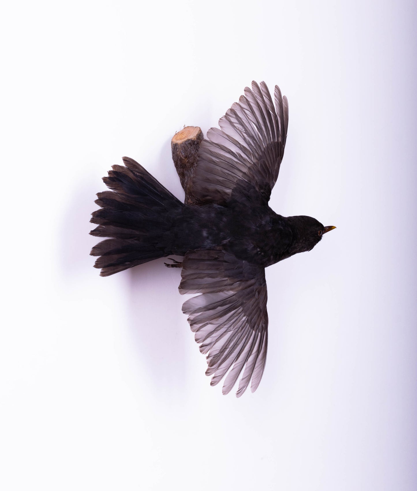 Blackbird Taxidermy Wall Mount For Sale