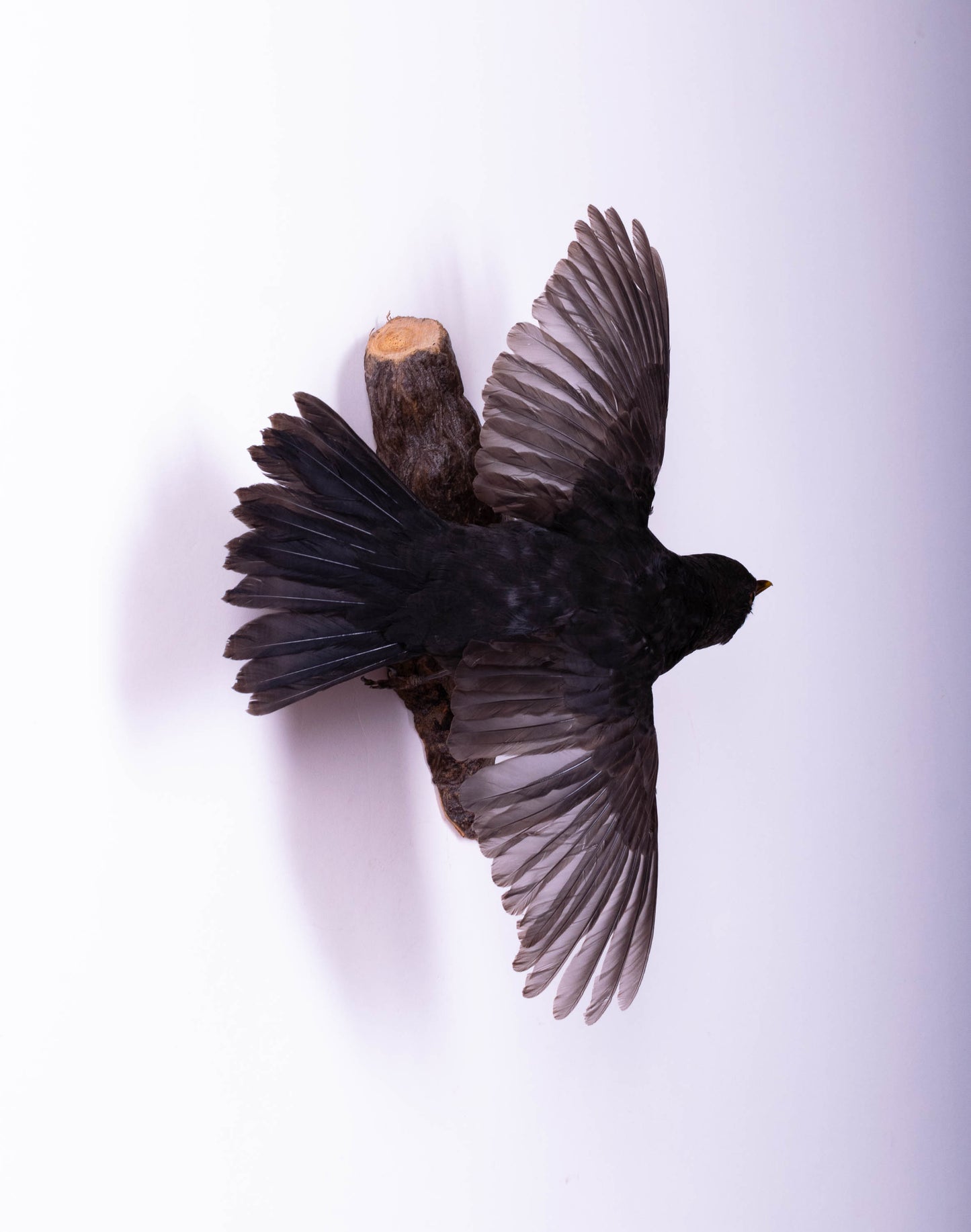 Blackbird Taxidermy Wall Mount For Sale
