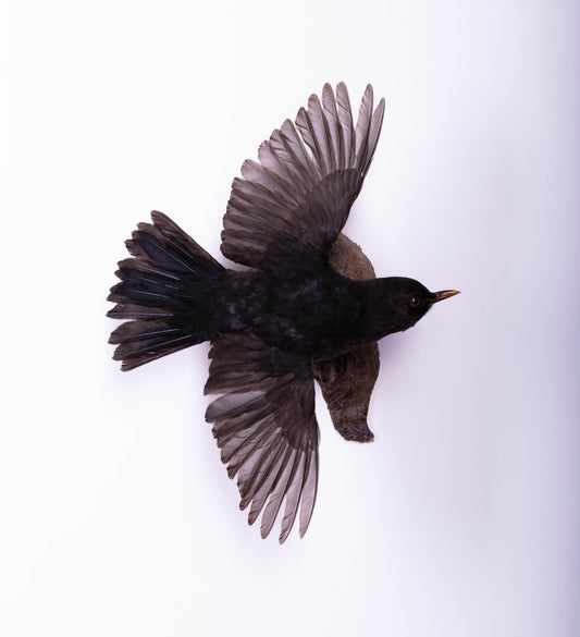 Blackbird Taxidermy Wall Mount For Sale
