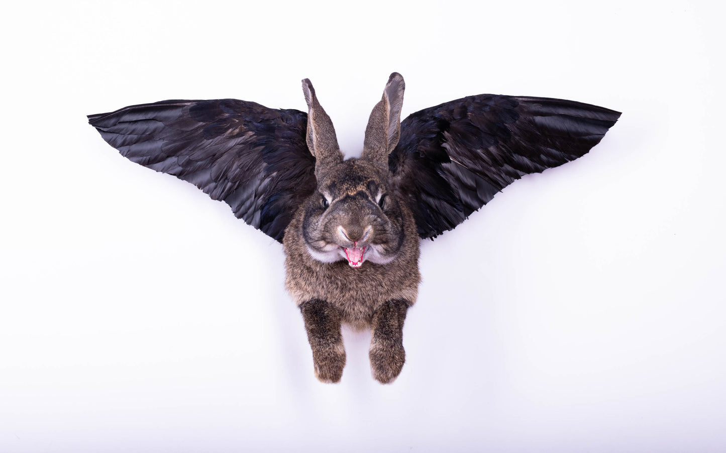 Jackalope Hare with Wings Taxidermy Wall Mount For Sale