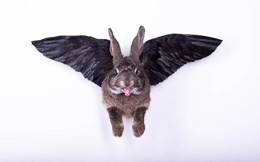 Jackalope Hare with Wings Taxidermy Wall Mount For Sale