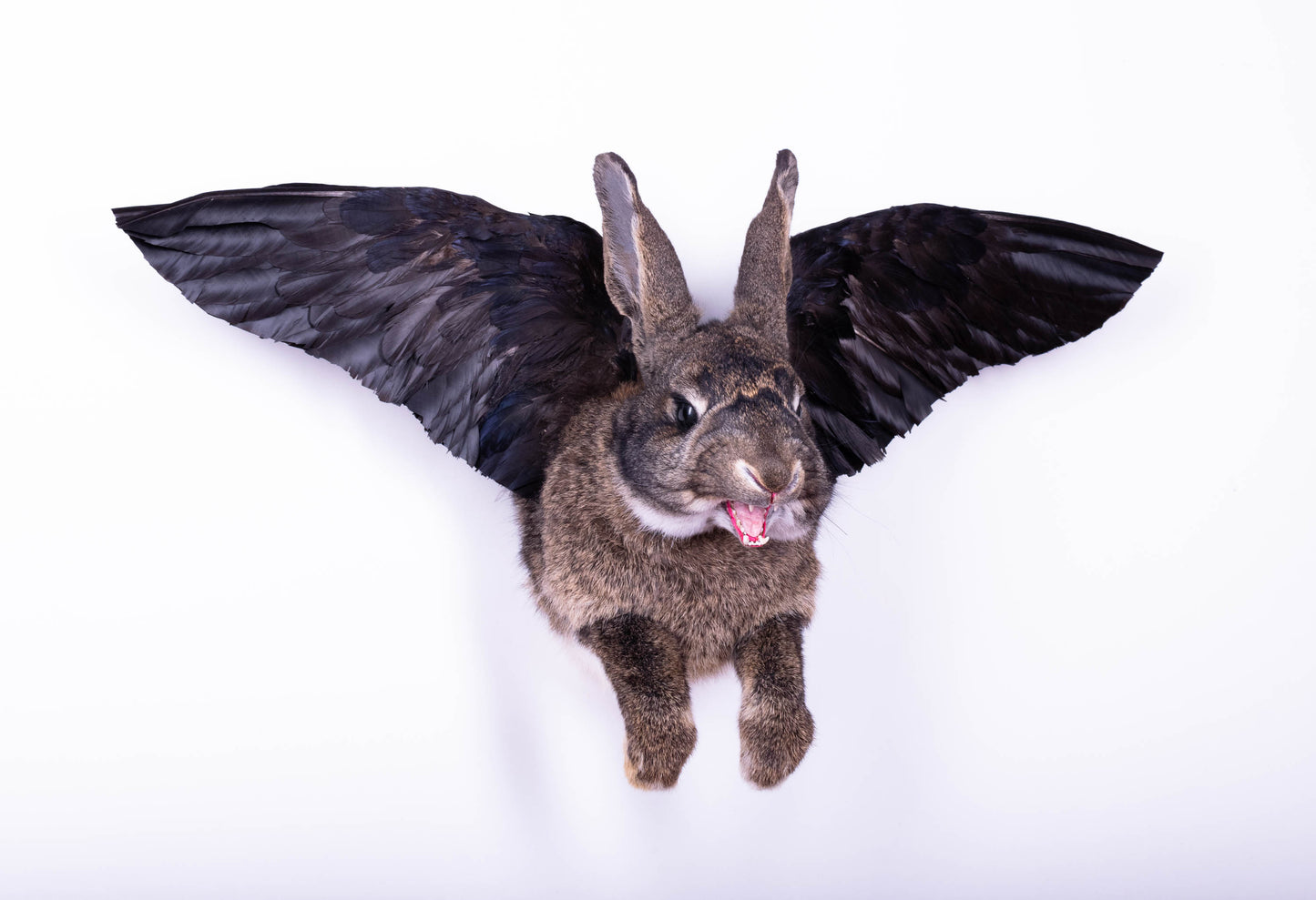 Jackalope Hare with Wings Taxidermy Wall Mount For Sale
