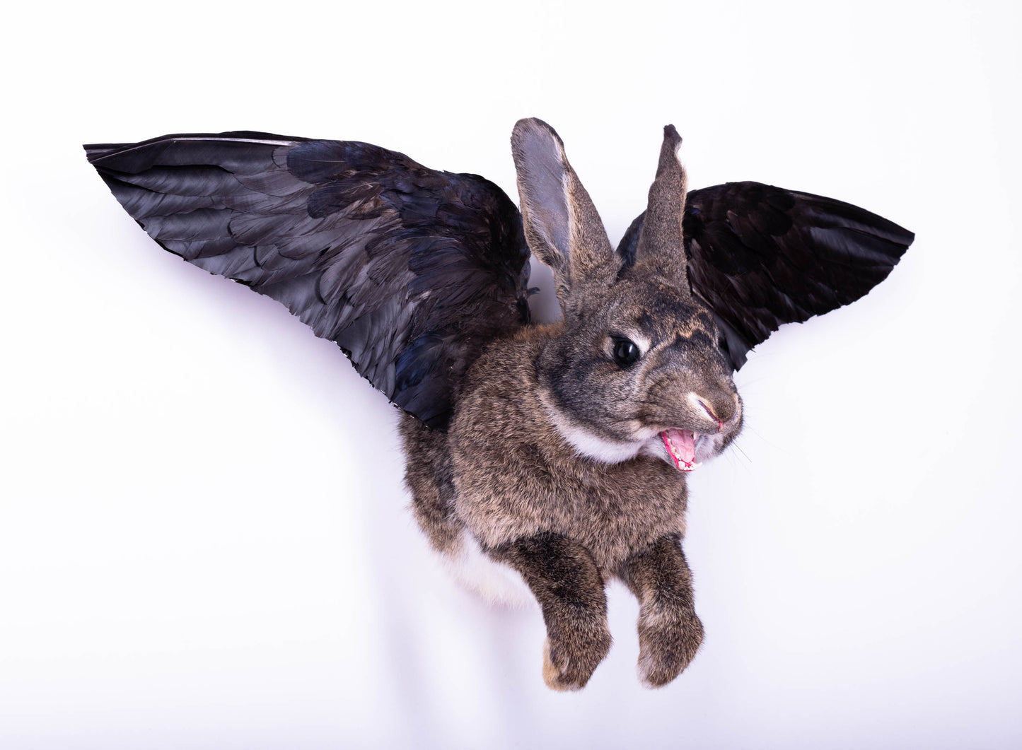 Jackalope Hare with Wings Taxidermy Wall Mount For Sale