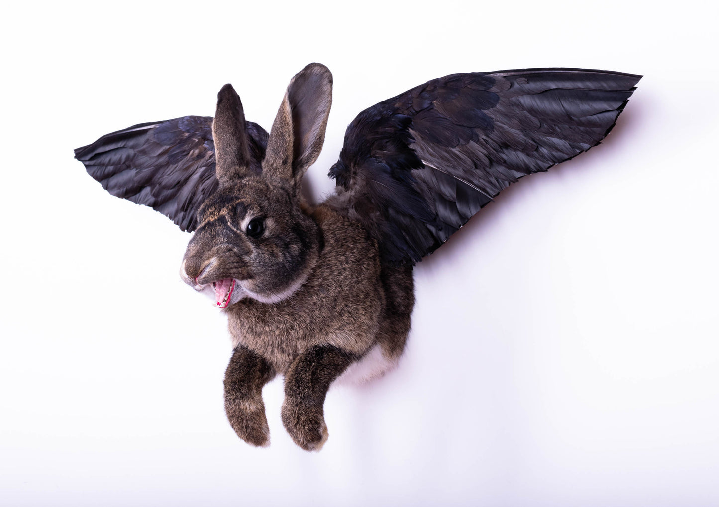 Jackalope Hare with Wings Taxidermy Wall Mount For Sale