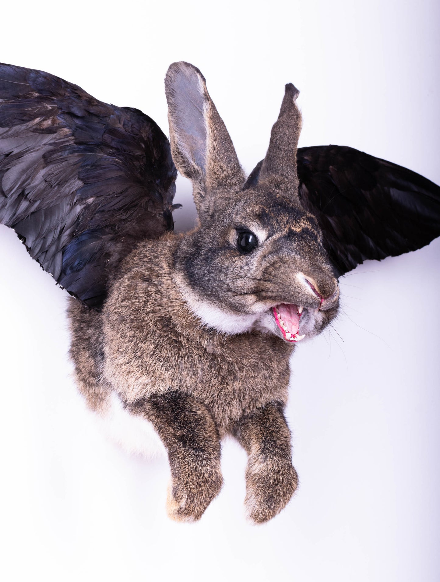 Jackalope Hare with Wings Taxidermy Wall Mount For Sale