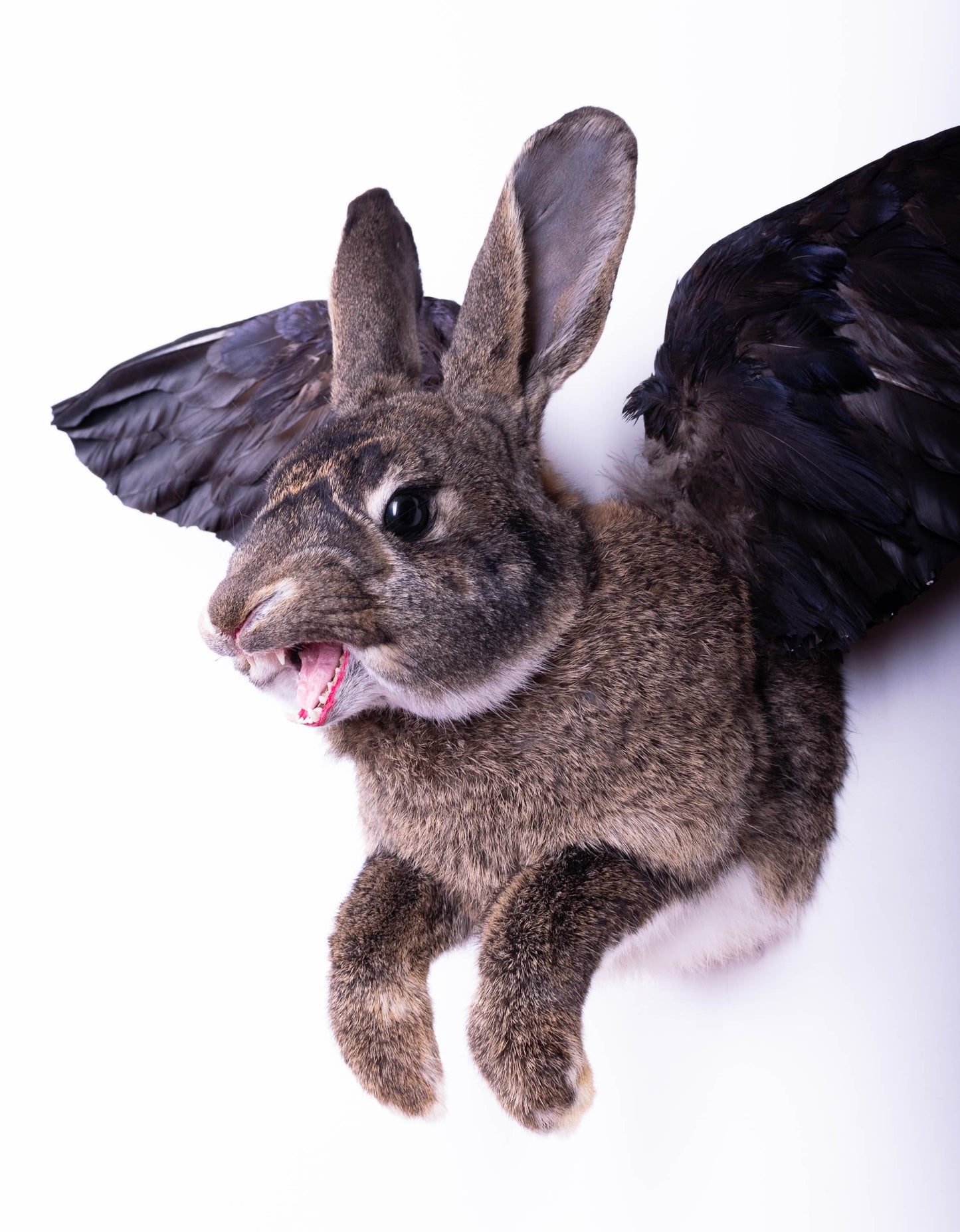Jackalope Hare with Wings Taxidermy Wall Mount For Sale