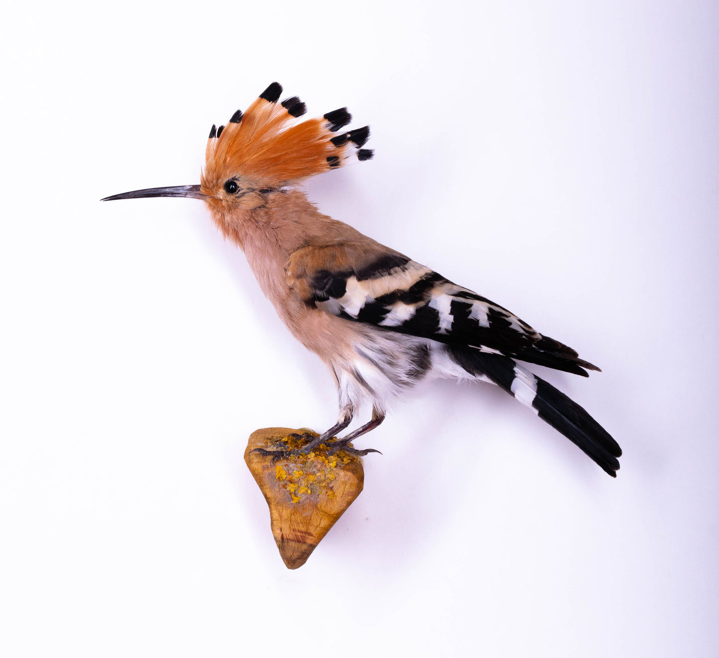 Hoopoe Taxidermy Wall Mount For Sale