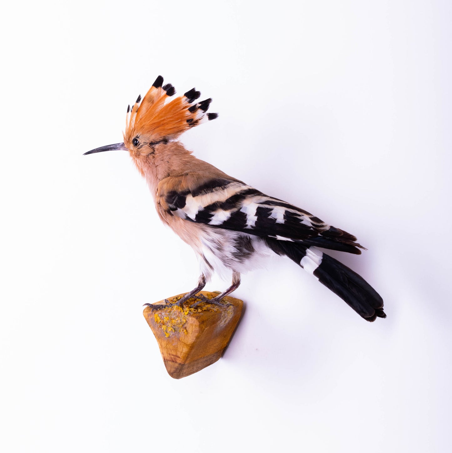 Hoopoe Taxidermy Wall Mount For Sale