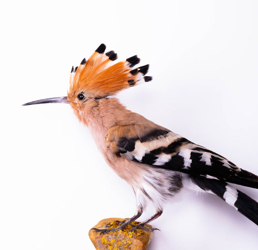 Hoopoe Taxidermy Wall Mount For Sale
