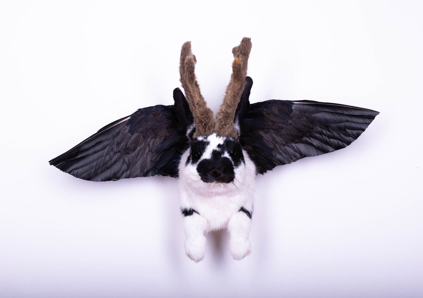 Jackalope Hare with Wings Taxidermy Wall Mount For Sale