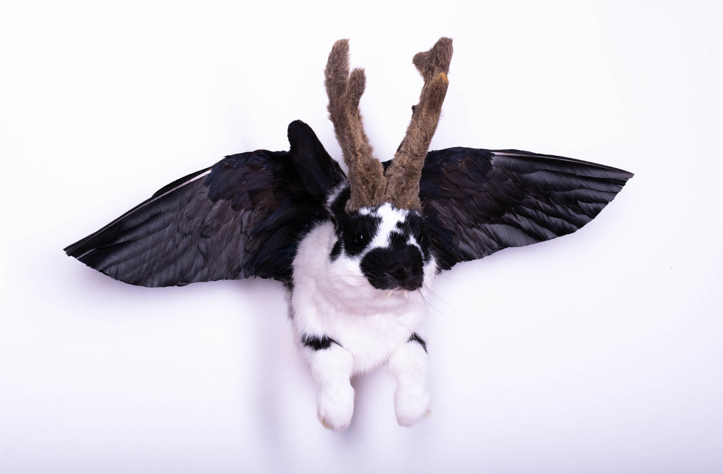 Jackalope Hare with Wings Taxidermy Wall Mount For Sale