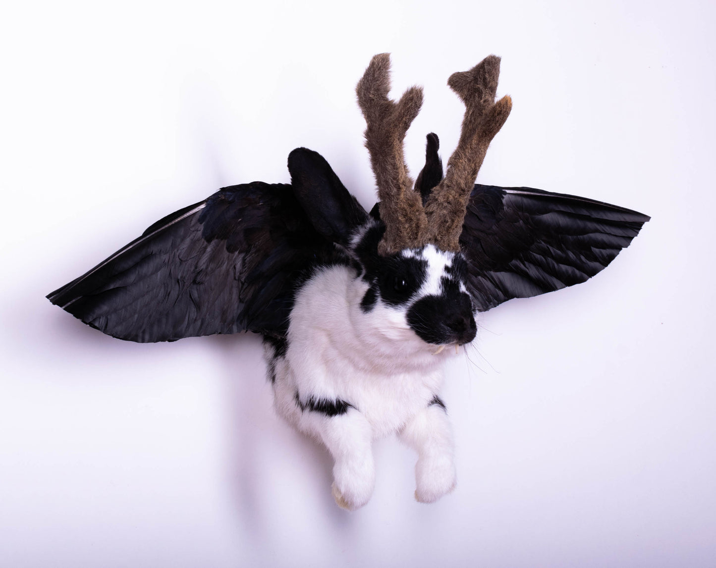 Jackalope Hare with Wings Taxidermy Wall Mount For Sale