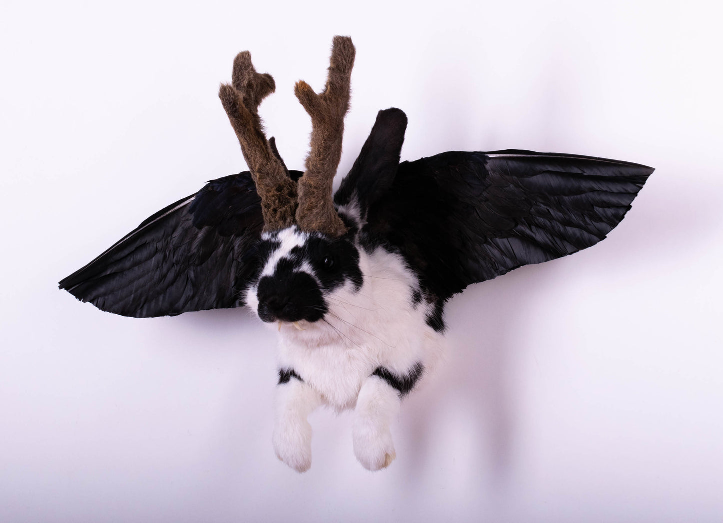 Jackalope Hare with Wings Taxidermy Wall Mount For Sale