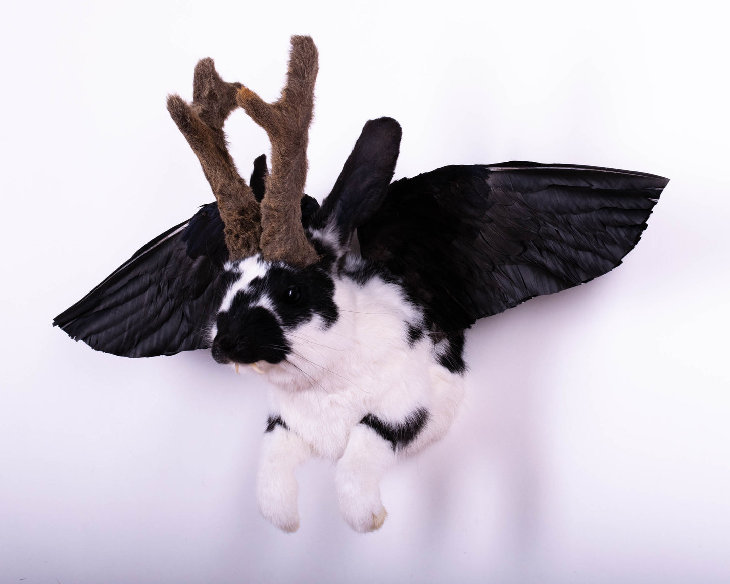 Jackalope Hare with Wings Taxidermy Wall Mount For Sale