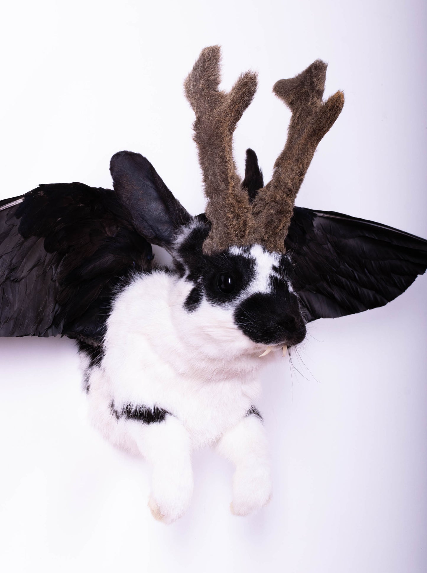 Jackalope Hare with Wings Taxidermy Wall Mount For Sale