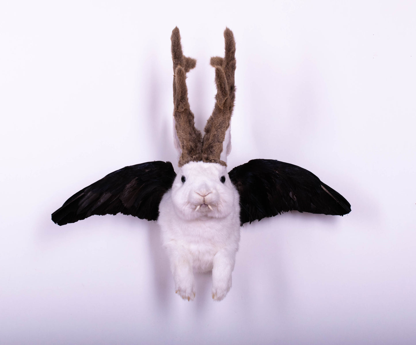 Jackalope Hare with Wings Taxidermy Wall Mount For Sale