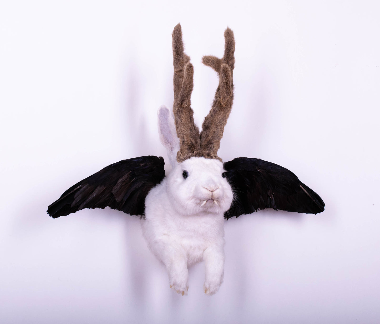 Jackalope Hare with Wings Taxidermy Wall Mount For Sale