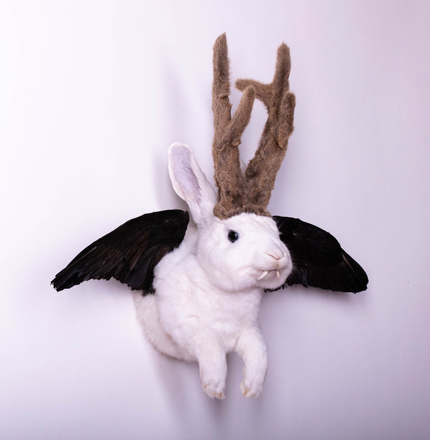 Jackalope Hare with Wings Taxidermy Wall Mount For Sale