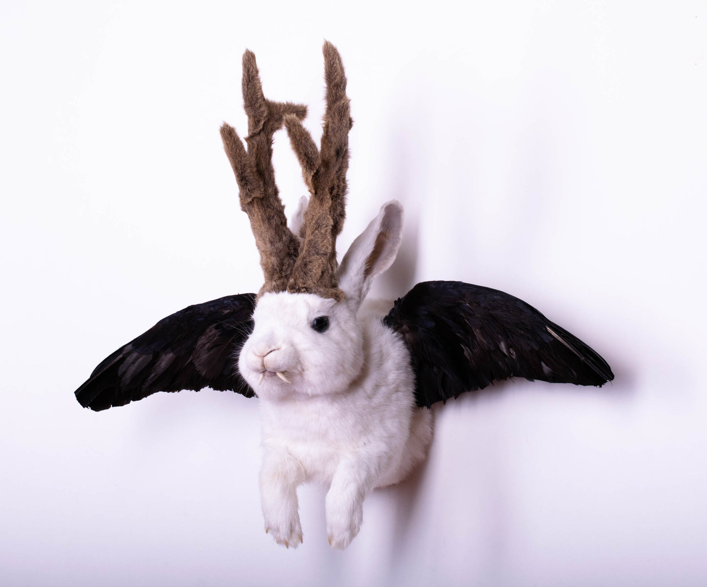 Jackalope Hare with Wings Taxidermy Wall Mount For Sale