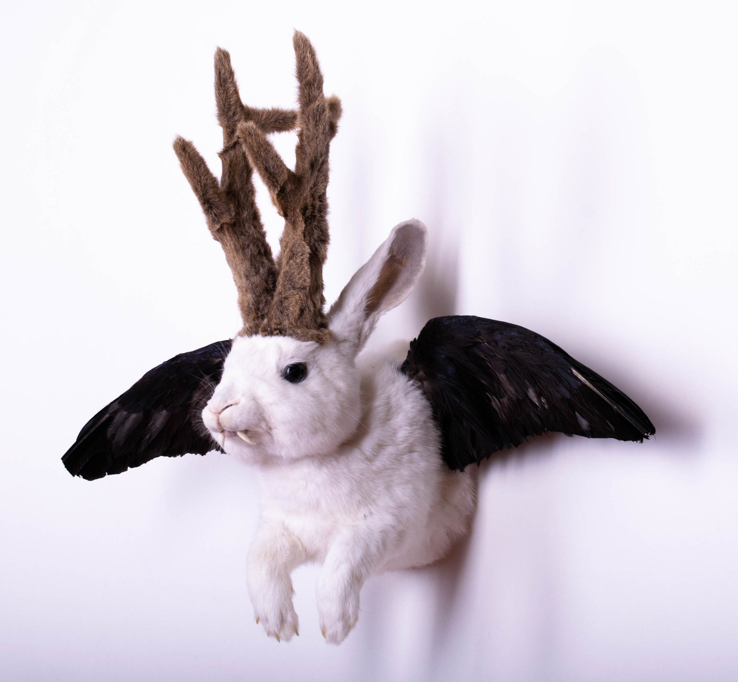 Jackalope Hare with Wings Taxidermy Wall Mount For Sale