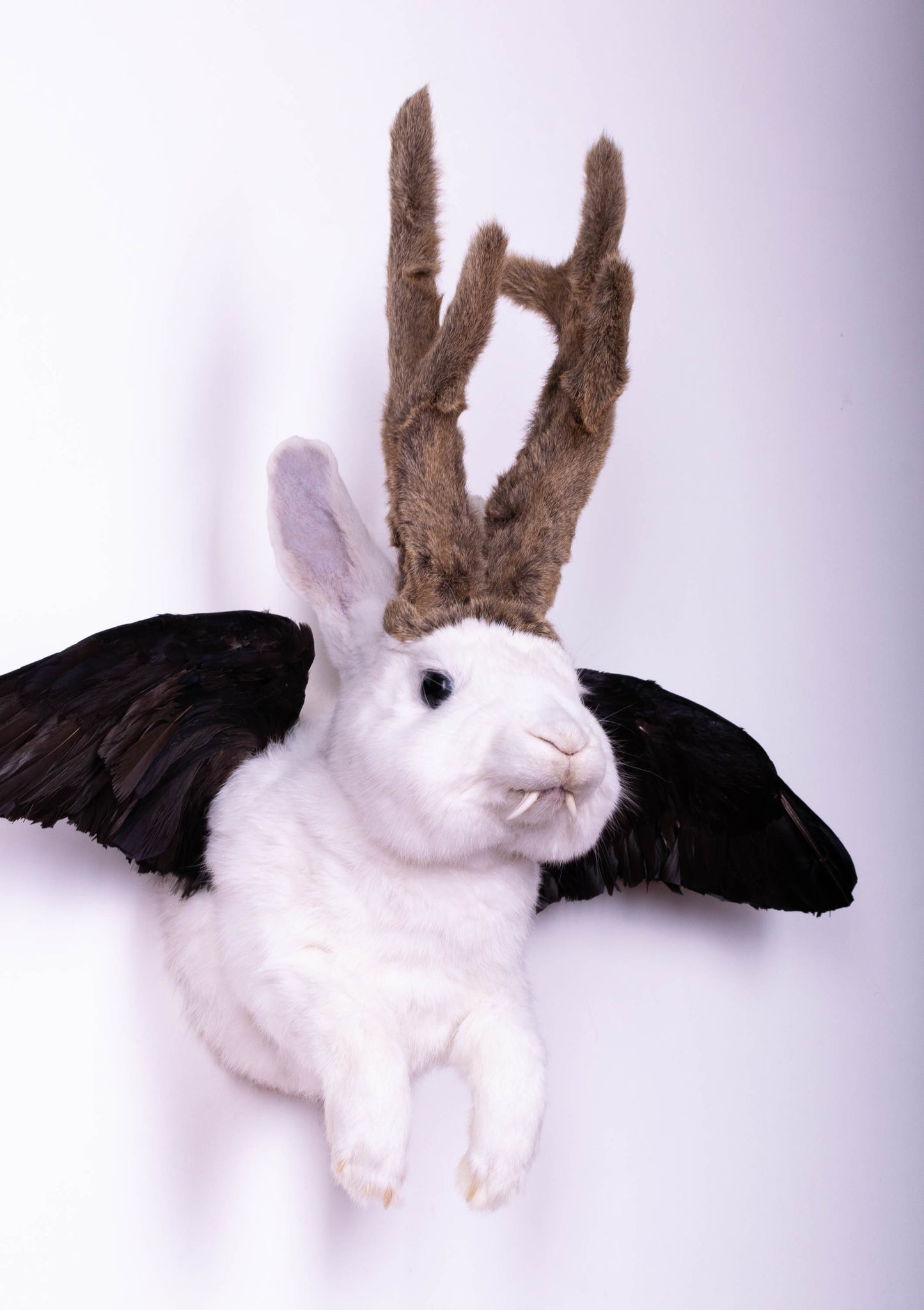 Jackalope Hare with Wings Taxidermy Wall Mount For Sale