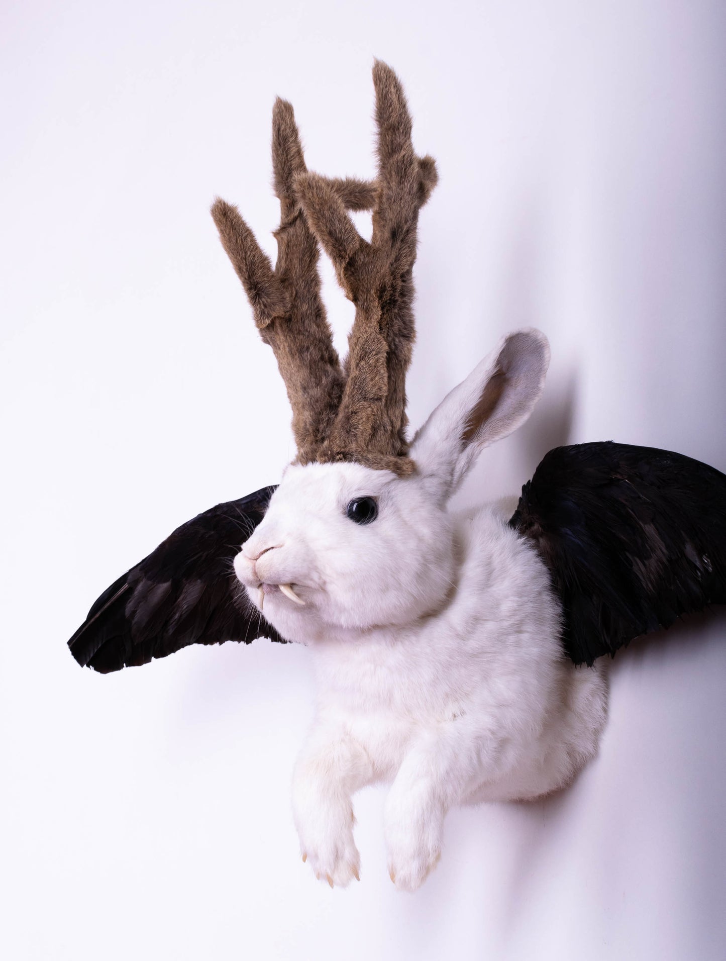 Jackalope Hare with Wings Taxidermy Wall Mount For Sale