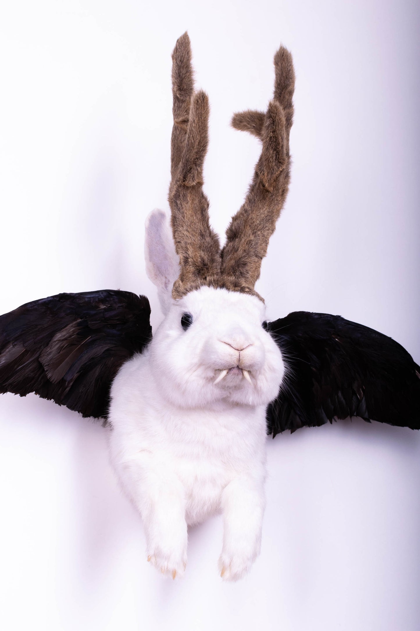 Jackalope Hare with Wings Taxidermy Wall Mount For Sale