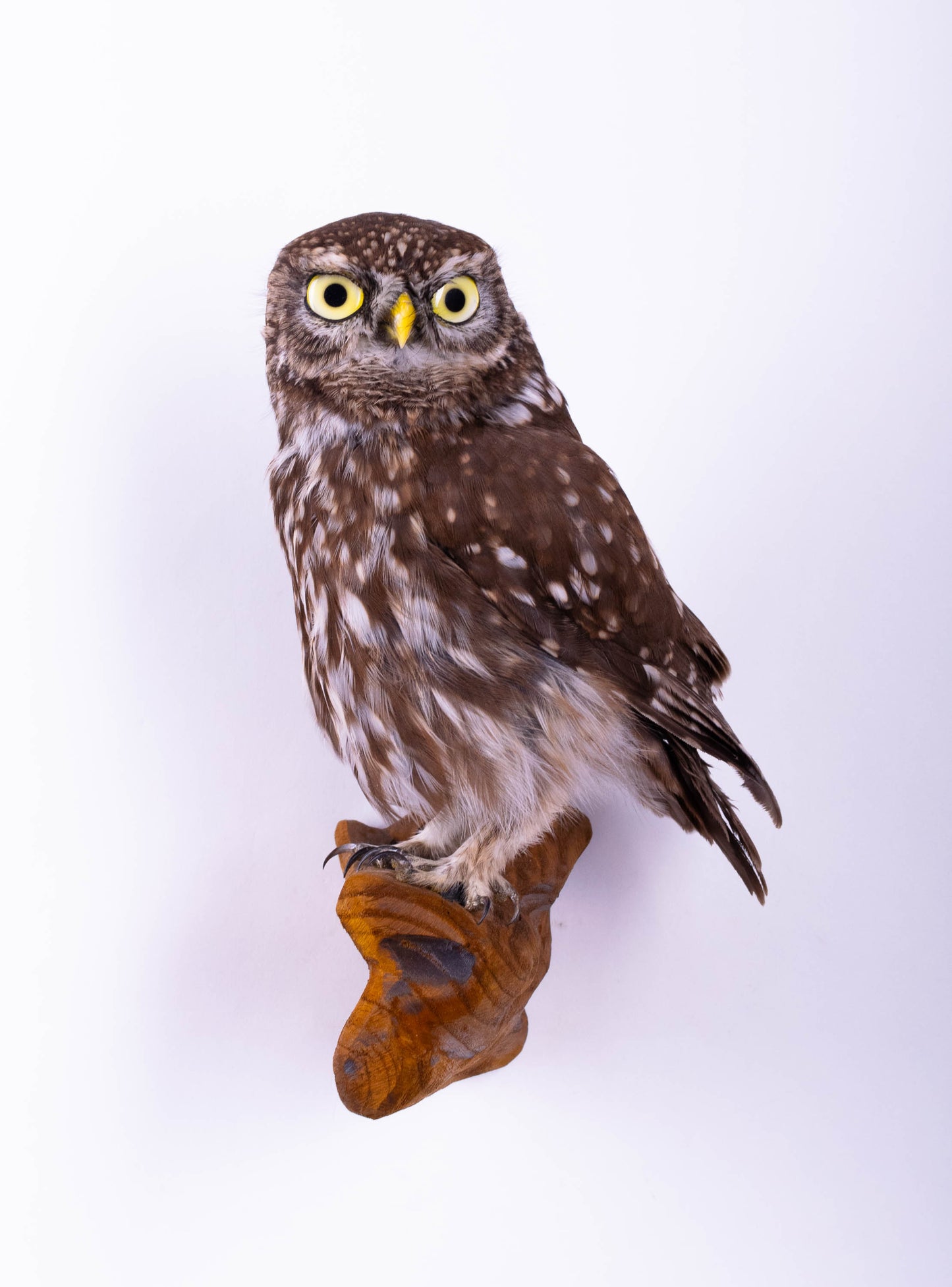 Little Owl Taxidermy Wall Mount For Sale