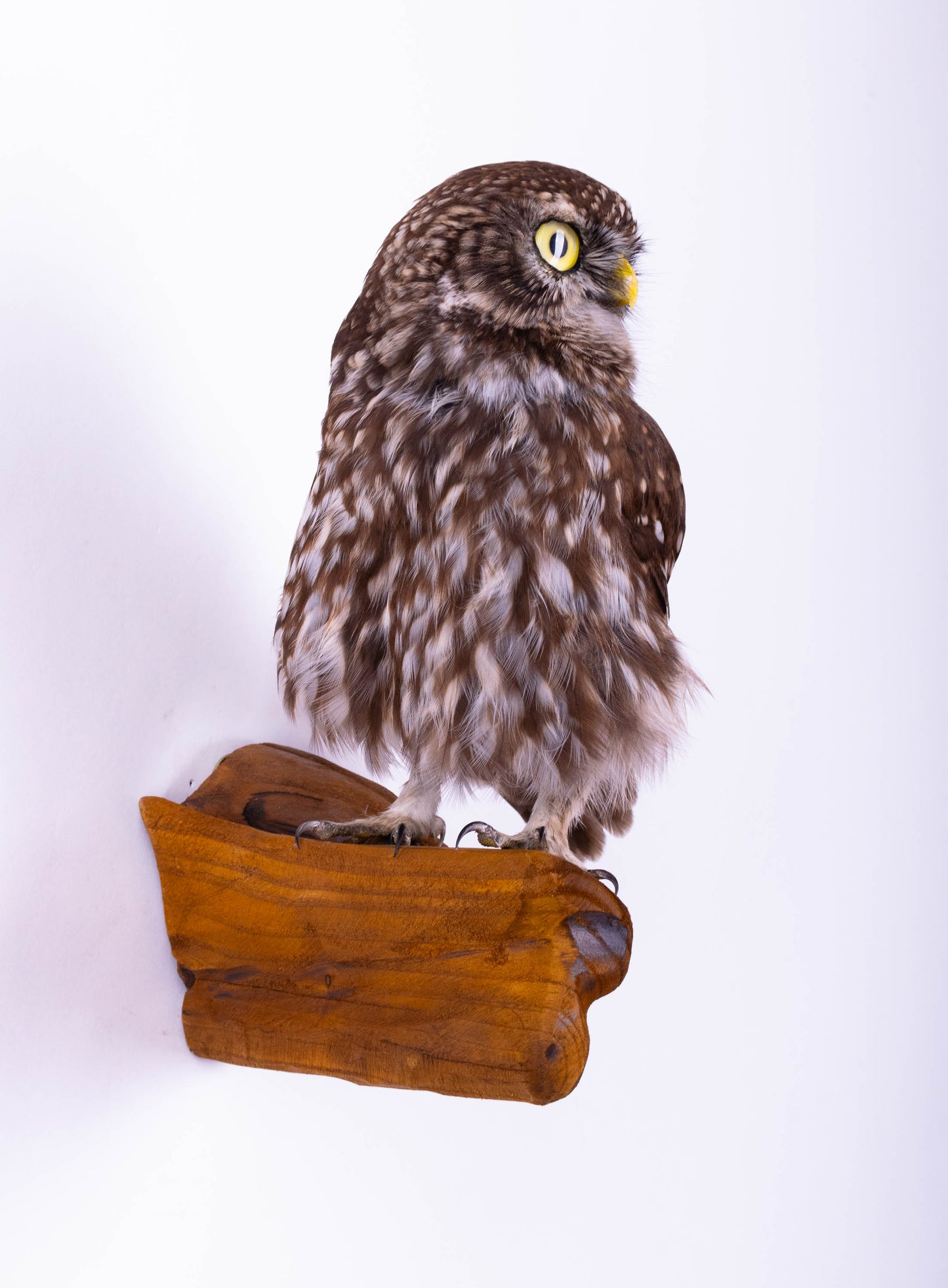 Little Owl Taxidermy Wall Mount For Sale