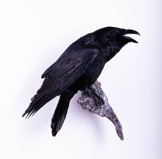 Raven Taxidermy Wall Mount For Sale